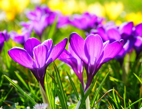 Tras la primavera, llega el primer cambio de hora del año