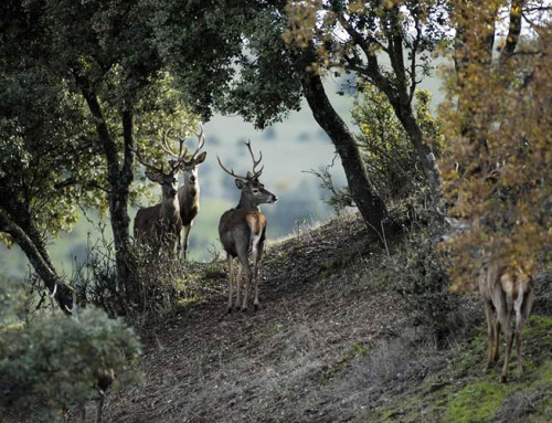 Berrea de los ciervos en los montes de Jaén
