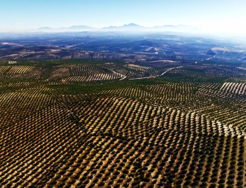 Un mar de olivos llamado Jaén (andalucia.org)