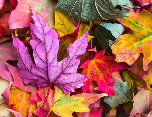 Qué ver en otoño en las 8 provincias andaluzas