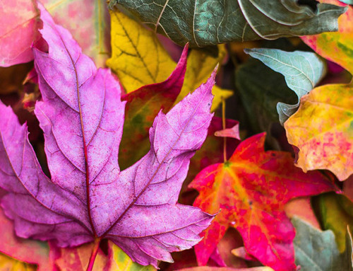 Qué ver en otoño en las 8 provincias andaluzas